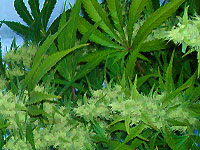 Photo: cannabis plants